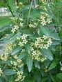 Cestrum parquii