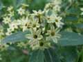 Cestrum parquii