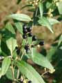 Cestrum parquii
