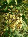 Cestrum parquii