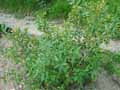 Solanaceae-Cestrum-parquii-Galant-de-nuit-Dame-de-nuit-Palque-Palqui-Cestreau-du-Chili.jpg