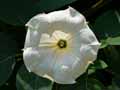 Datura metel
