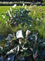Datura metel