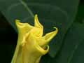 Datura metel
