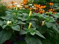 Datura metel