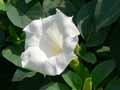 Datura metel