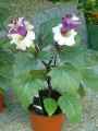 Datura metel Double Purple