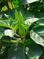 Datura metel