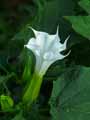 Datura stramonium