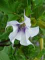 Datura stramonium