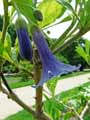 Iochroma australis, Acnistus australis