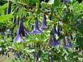 Iochroma australis, Acnistus australis
