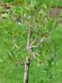 Iochroma australis, Acnistus australis