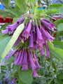 Iochroma cyanea