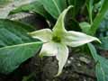 Jaborosa integrifolia, Jaborosa bonariensis
