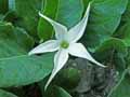 Jaborosa integrifolia, Jaborosa bonariensis