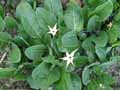 Jaborosa integrifolia, Jaborosa bonariensis
