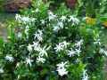 Jasminum multipartitum