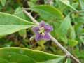 Lycium barbarum