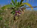 Lycium barbarum