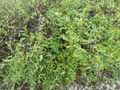 Solanaceae-Lycium-barbarum-Lyciet-commun-Lyciet-de-Barbarie.jpg