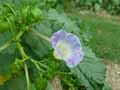Nicandra physaloides