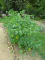 Nicandra physaloides