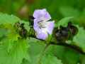 Nicandra physaloides