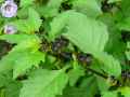 Nicandra physaloides