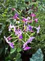 Nicotiana Avalon Bright Pink