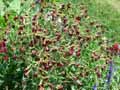 Nicotiana alata