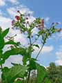 Nicotiana alata