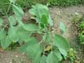Nicotiana glauca