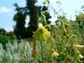 Nicotiana langsdorfii