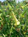 Nicotiana langsdorfii