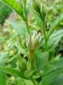 Nicotiana quadrivalvis, Nicotiana bigelovii var. quadrivalvis
