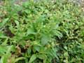 Nicotiana quadrivalvis, Nicotiana bigelovii var. quadrivalvis
