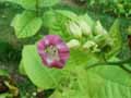 Nicotiana tabacum