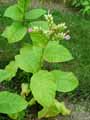 Nicotiana tabacum