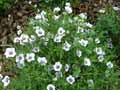 Nierembergia frutescens
