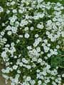 Petunia axillaris