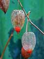 Physalis alkekengii