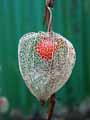 Physalis alkekengii
