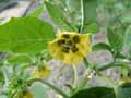 Physalis philadelphica, Physalis ixocarpa