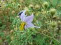 Solanum heterodoxum