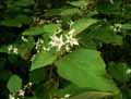 Solanum torvum