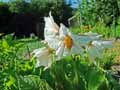 Solanum tuberosum