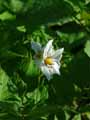 Solanum tuberosum