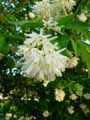 Staphylea colchica