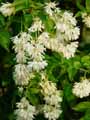Staphylea colchica